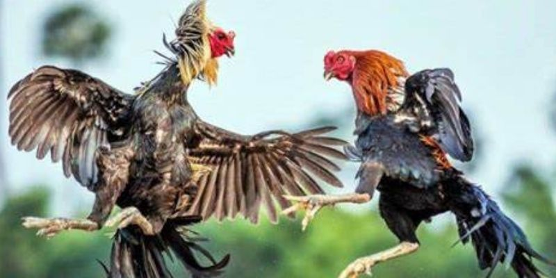 So sánh các nền tảng đá gà trực tuyến may88 tốt nhất